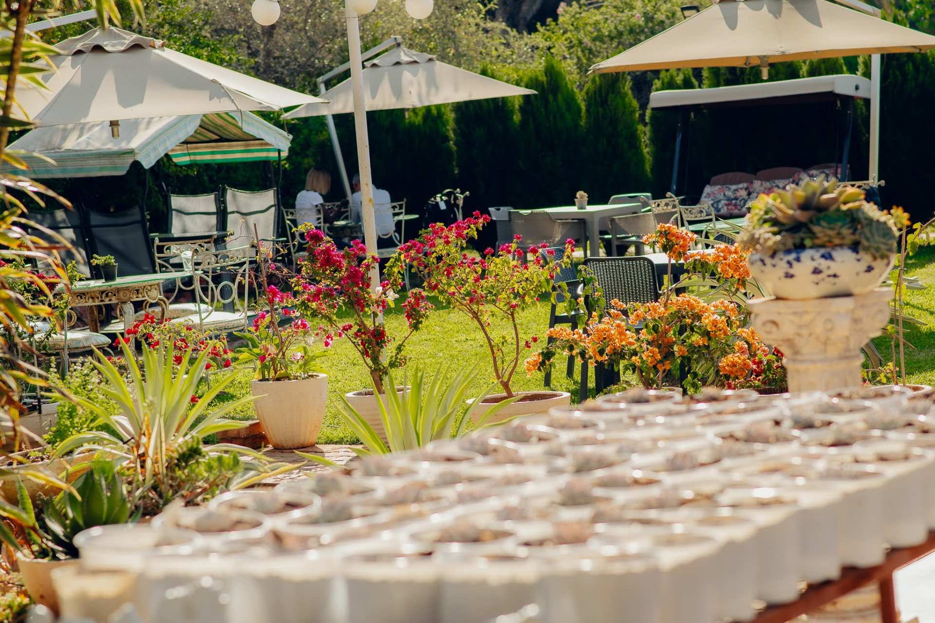 Sunny garden seating with umbrellas surrounded by potted blooms