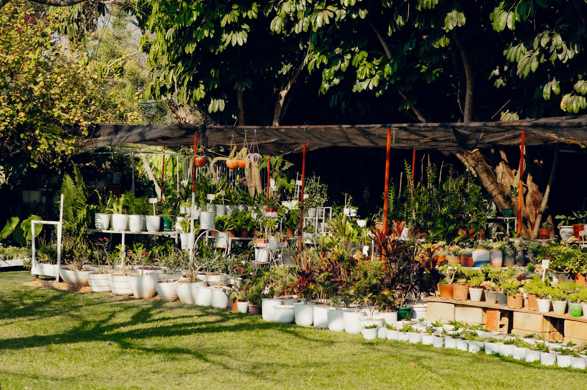 Rows of potted plants displayed under shade cloth at the Kiwi nursery