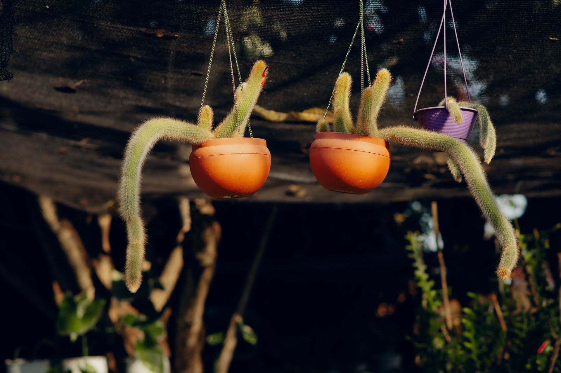 Monkey-tail cacti trailing from hanging pots in the nursery