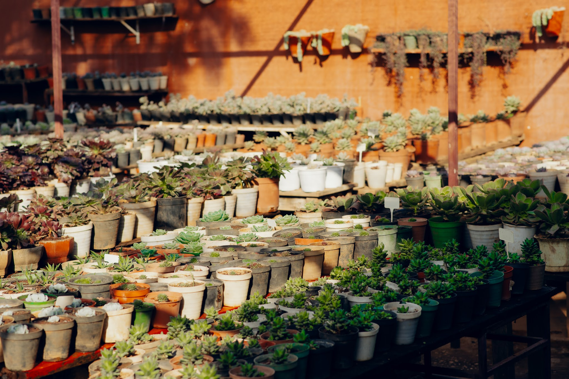 Terracotta pots of succulents and cacti on display at World of Succulents