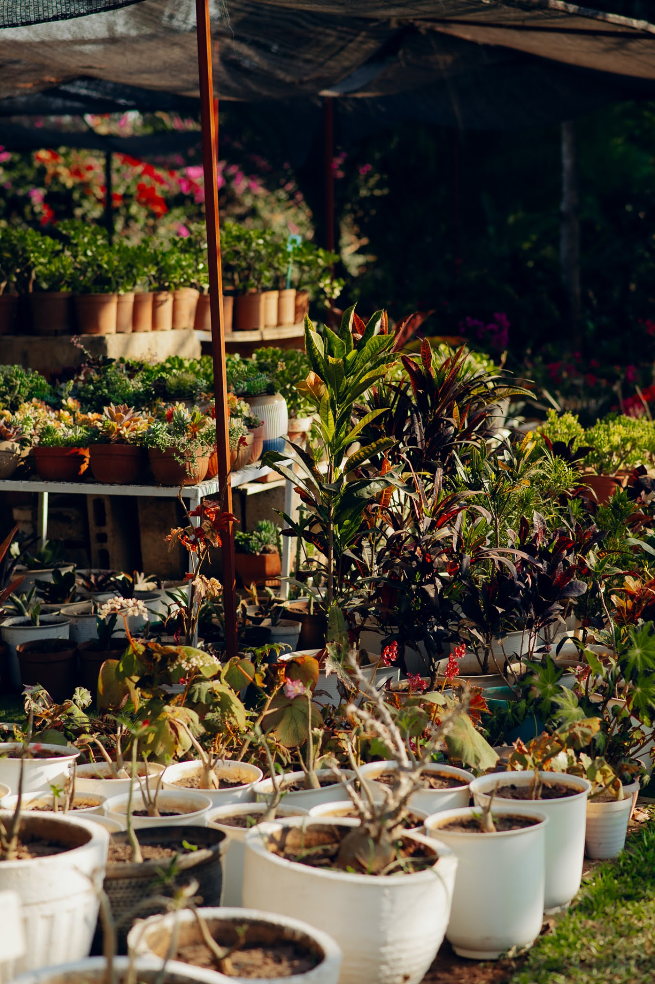 Colourful crotons and potted plants under the nursery shade net