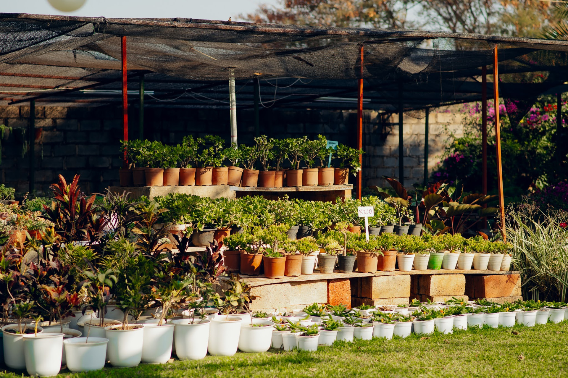 Succulents and shrubs in terracotta pots lined up for sale