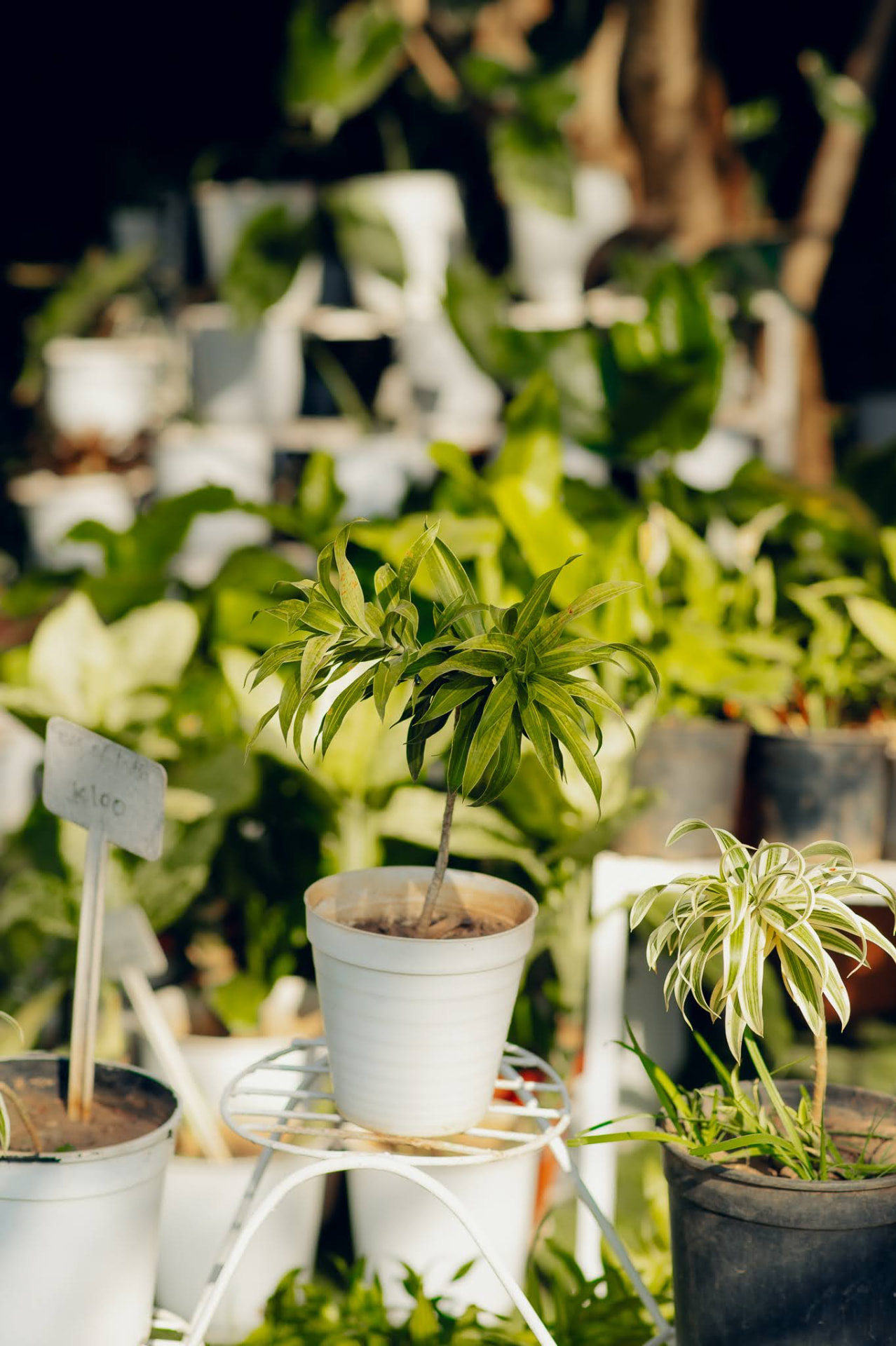 Potted house plants and dracaena at the nursery, K100