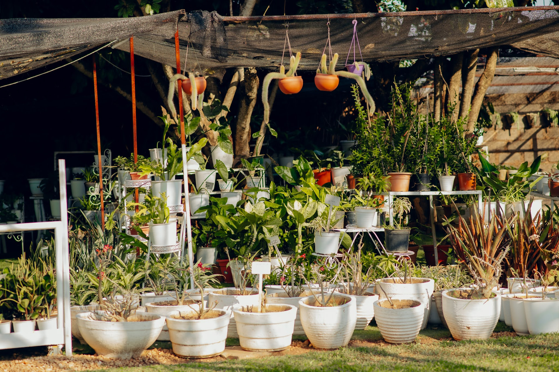 Shelves of house plants and hanging cacti in the nursery