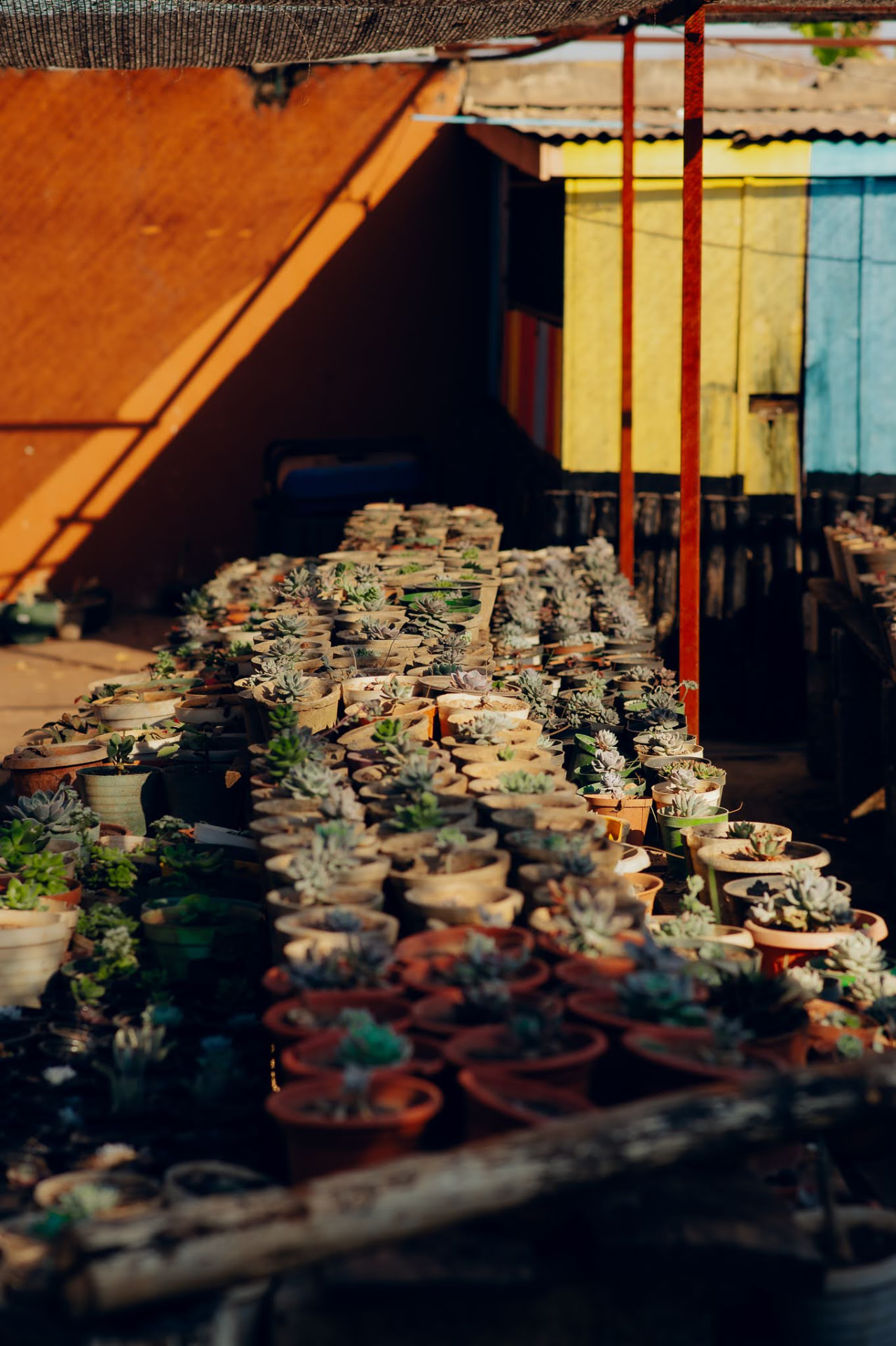 Rows of succulents catching the evening light at World of Succulents