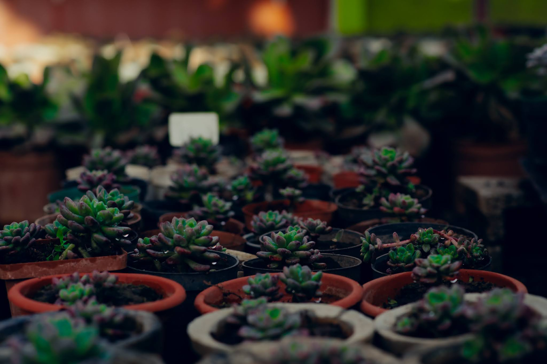 Rosette succulents in clay pots at the Kiwi nursery