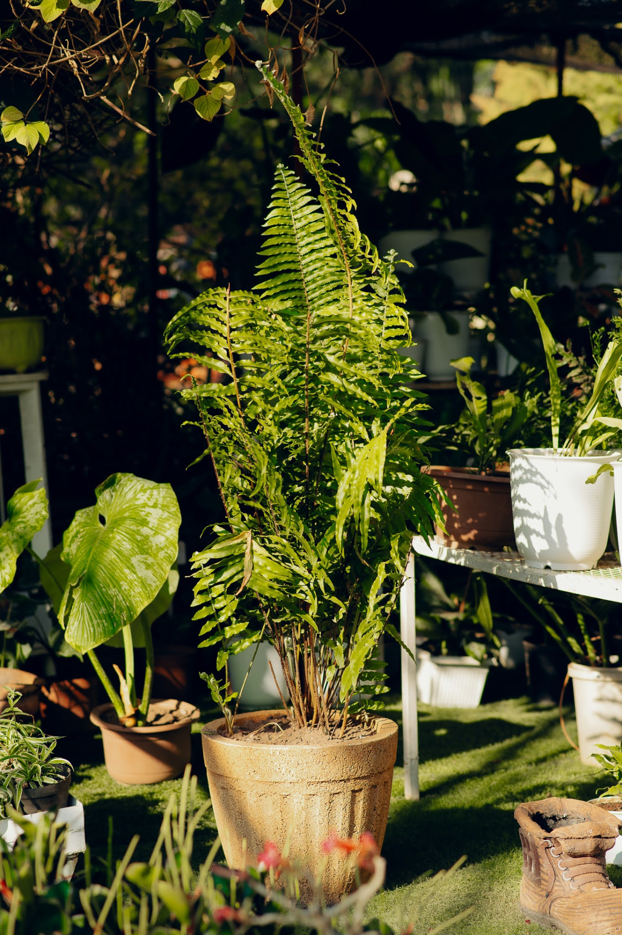 A lush fern in a terracotta pot among the nursery house plants